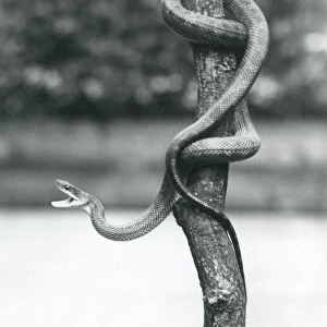 A gaping Texas Rat Snake coiled around a vertical branch at London Zoo in August 1928