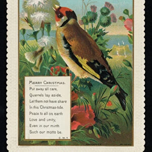 Goldfinch in the countryside, Christmas greetings card. (chromolitho)