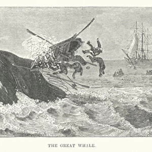 The great whale (engraving)