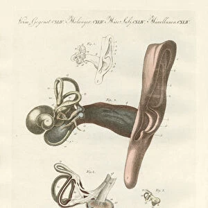 The hearing organ illustrated through the human ear (coloured engraving)