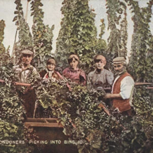 Hop pickers (colour photo)