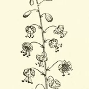 The Huleh Lily (engraving)