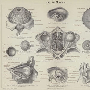 The human eye (engraving)