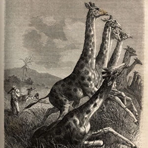 Hunting for the giraffe, the narrator shoots his game and his guides complete a first