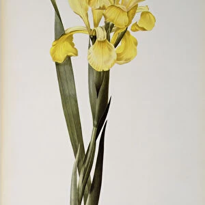 Iris Monnieri, from Les Liliacees, 1808 (coloured engraving)
