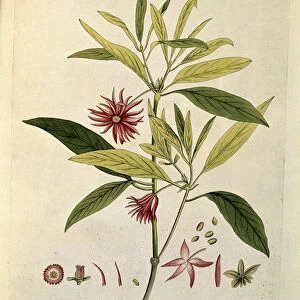 Japanese star anise or Aniseed tree (Illicium anisatum), 1788-1803 (engraving)