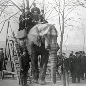 Jumbo at riding steps ZSL London Zoo, probably March 1882 (b / w photo)