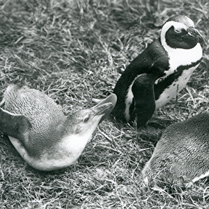 Two juvenile and one adult Black-footed / Jackass / African penguins