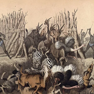 Kaffirs driving animals into a pit (chromolitho)