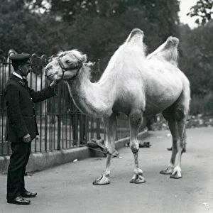 Keeper W. Styles with a Bactrian Camel at London Zoo, July 1914 (b / w photo)