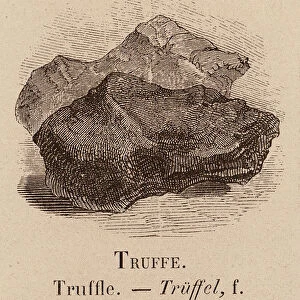 Le Vocabulaire Illustre: Truffe; Truffle; Truffel (engraving)