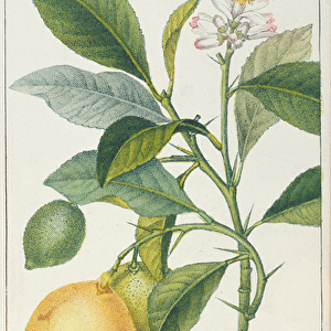 The Lemon Tree, engraved by Dubois, c. 1820 (coloured engraving)
