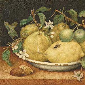 Still Life with a Bowl of Citrons, c. 1640 (tempera on vellum)