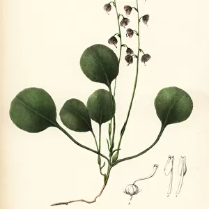 Liverleaf wintergreen, bog wintergreen or pink wintergreen, Pyrola asarifolia (Swamp winter-green, Pyrola uliginosa)