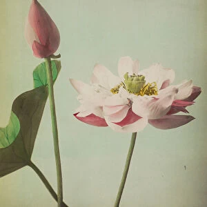 Lotus, 1896 (hand-coloured collotype)