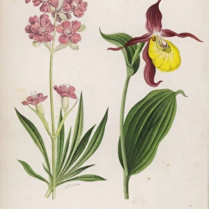 Lychnis Viscaria Splendens; Cypripedium Calceolus (colour litho)