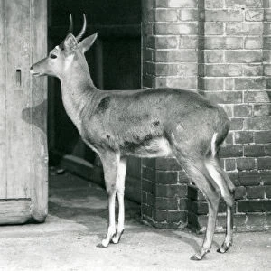 A male Southern / Common Reedbuck or Reitbok standing by the door of the antelope house