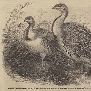 Mallee (Australian) Birds, in the Zoological Societys Gardens, Regent s-Park (engraving)