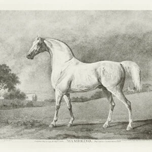 Mambrino, foaled 1768 (b / w photo)
