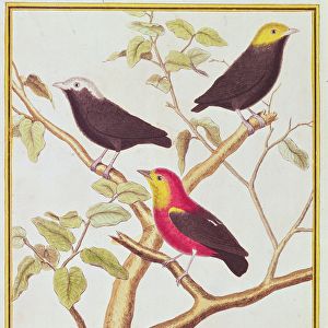Manakins (coloured engraving)