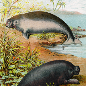Manatee and Dugong, c. 1880 (colour litho)