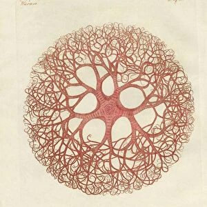 The Medusa star (coloured engraving)