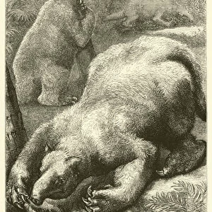 The Megatherium and the Mylodon (engraving)