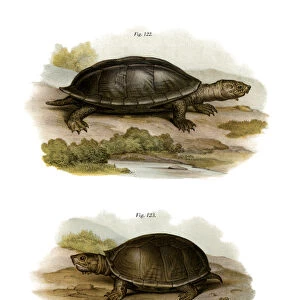 Mexican Giant Musk Turtle (colour litho)