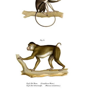 Mona Monkey, 1860 (colour litho)