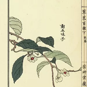 Nangomishi or kadsura vine, Kadsura japonica. Handcoloured woodblock print by Kono Bairei from Kusa Bana Hyakushu (One Hundred Varieties of Flowers), Tokyo, Yamada, 1901