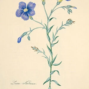Narbonne Flax, from Floral Illustrations of the Seasons, pub