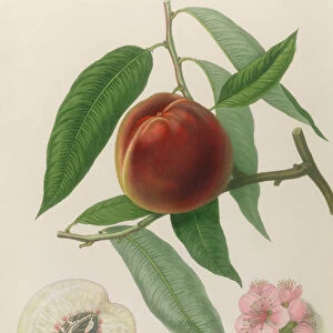Nectarine: Neals Early Purple (coloured engraving)