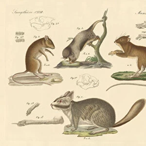 New rodents (coloured engraving)