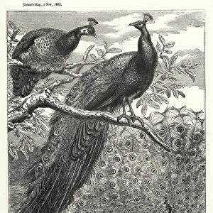 Peacocks (engraving)