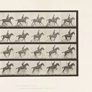 Plate 636. Jumping a Hurdle; Saddle; Preparing for the Leap, 1885 (collotype on paper)