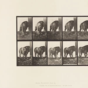 Plate 724. Lion; Walking, Turning Around, 1885 (collotype on paper)
