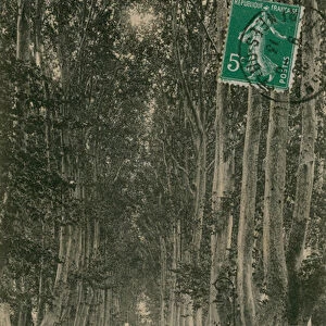 Promenade des Platanes in Perpignan. Postcard sent in 1913