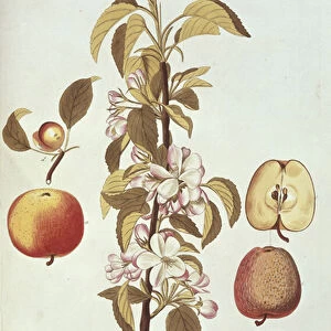 Pyrus Malus (Apple)