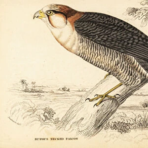 Red Necked Falcon