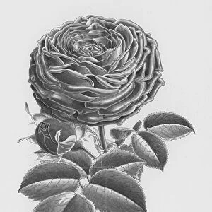 The Rose Garden: Florence Paul, Hybrid Perpetual (engraving)