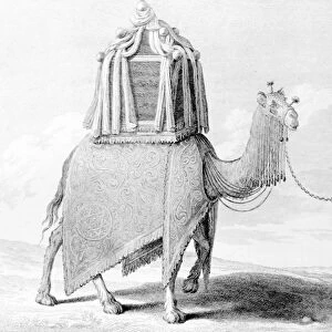The Sacred Camel (engraving)