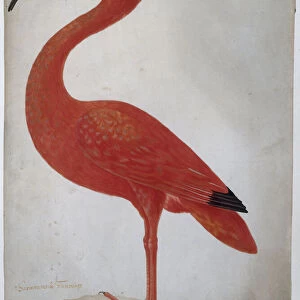 Scarlet Ibis with an Egg, 1699-1701 (w / c on vellum)