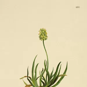 Scottish Asphodel (Tofieldia calyculata, Tofieldia palustris, Tofieldia borealis