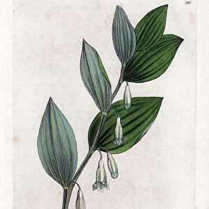 Seal of Solomon Multiflora - Solomon's seal, Polygonatum multiflorum. Handcoloured copperplate engraving from a botanical illustration by James Sowerby from William Woodville and Sir William Jackson Hooker's " Medical Botany