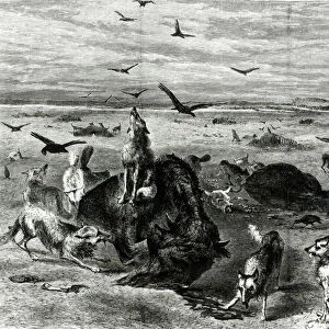 Slaughter of Buffaloes on the Plains, from Harpers Weekly 1872 (engraving) (b / w photo)