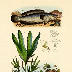 Snakehead, 1833-39 (coloured engraving)