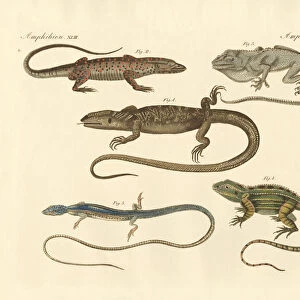 Strange amphibians (coloured engraving)