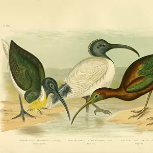Straw-Necked Ibis, 1891 (colour litho)