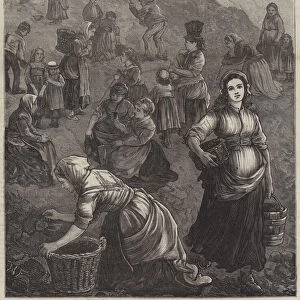 The Strike in South Wales, gathering Shindles for Fuel (engraving)