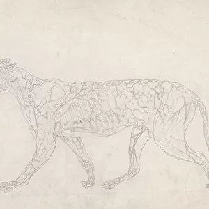 Study of a Tiger, Lateral View, Diagram Showing the Subcutaneous Blood Supply, from A Comparative Anatomical Exposition of the Structure of the Human Body with that of a Tiger and a Common Fowl